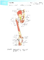 Sobotta  Atlas of Human Anatomy  Trunk, Viscera,Lower Limb Volume2 2006, page 317
